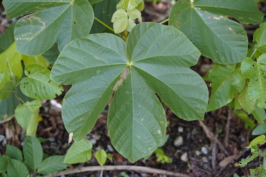 Manihot carthaginensis subsp. glaziovii, also known as Manihot glaziovii, the tree cassava or Ceara rubber tree, is a species of deciduous flowering plant in the spurge family, Euphorbiaceae.