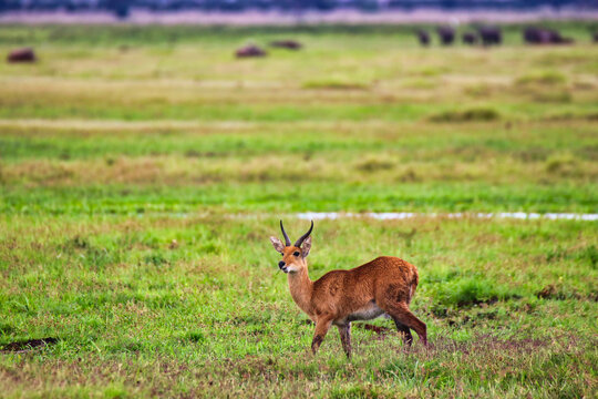 Bohor Reedbuck Male grazing in the marshes of Amboseli national park, Kenya