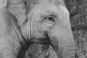 black and white portrait of an asian elephant in the zurich zoo, close up head shot