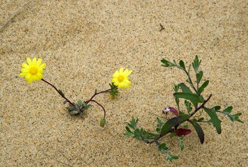 yellow flowers in the sand, Piscinas Ingurtosu. Medio Campidano, Sardegna, Italy