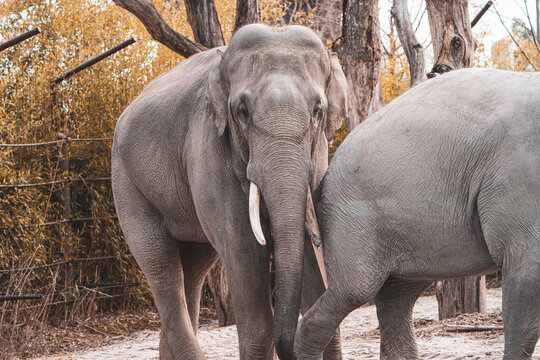 portrait of a couple of asian elephants in the zoo