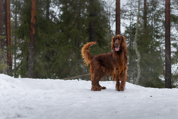 Irish setter on the hunt. Hunting dog in the forest. Hunting with a dog in autumn