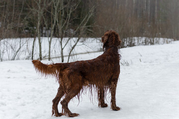 Irish setter on the hunt. Hunting dog in the forest. Hunting with a dog in autumn