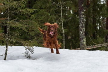 Irish setter on the hunt. Hunting dog in the forest. Hunting with a dog in winter.