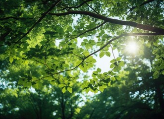 Fototapeta na wymiar Sunlight shining through tree leaves.