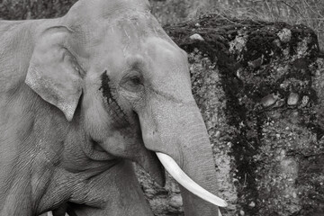 black and white portrait of an asian elephant in the zurich zoo, close up head shot
