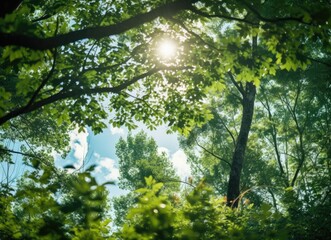 Fototapeta premium Sunlight shining through tree leaves.