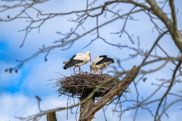 portrait of a pair of white storks, ooievaars, during breeding season in zurich switzerland
