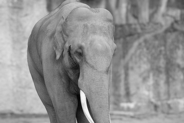 portrait of a male asian elephant - black and white grayscale
