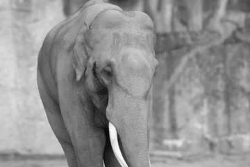 Foto op Aluminium portrait of a male asian elephant - black and white grayscale © Soaps