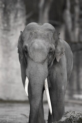 portrait of a male asian elephant - black and white grayscale