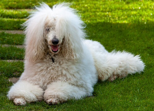 White fluffy Standard Poodle lying outdoors on a green summer lawn.