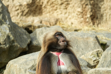 portrait of a alpha male baboon in the zoo