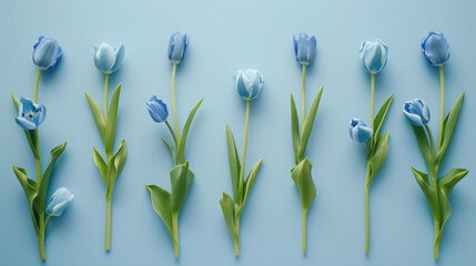 a group of blue tulips are arranged in a row on a blue background, with green stems in the middle of the row. - obrazy, fototapety, plakaty