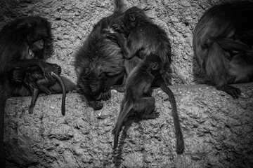 family of baboons grooming each other, vlooien, monkey baboon family - black and white portrait