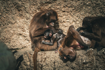 family of baboons grooming each other, vlooien, monkey baboon family