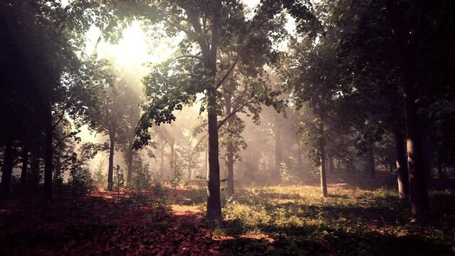 Rays of sunlight in a misty forest in autumn create a magical mood