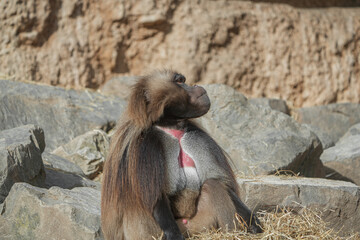 portrait of a baboon alpha male in the zoo