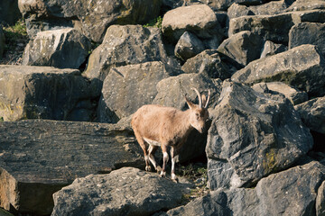 portrait of an ibex in the zurich zoo