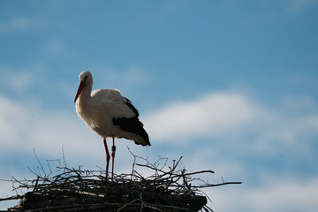 stork - ooievaar - picture in its nest in the zurich zoo against a cloudy sky