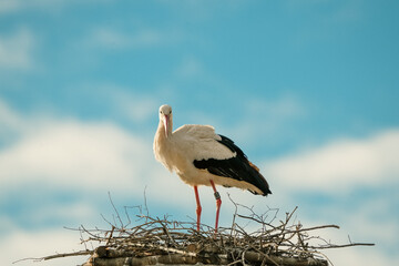 stork - ooievaar - picture in its nest in the zurich zoo against a cloudy sky