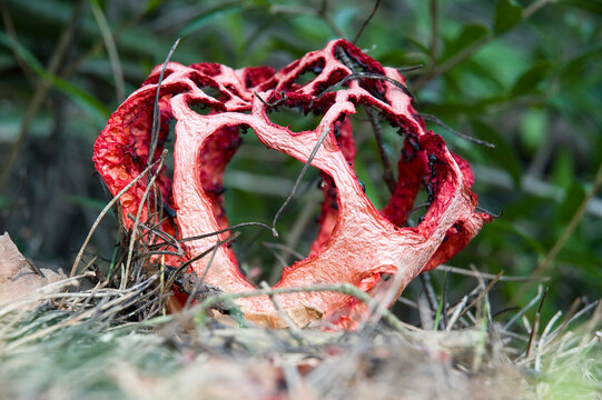 mushroom clathrus cancellatus