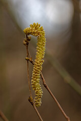 macro of hazel bush flowers in spring