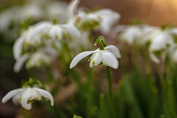 beautiful filled snowdrop flowers in a forest