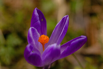 macro of a purple crocus flower
