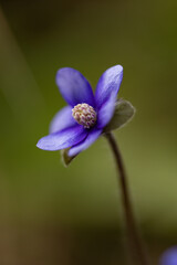 liverwort flower in a forest