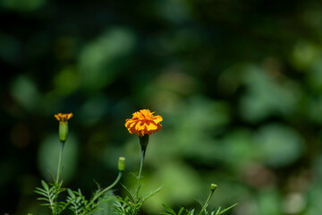 Detail of a plant flower Tagetes Patula, moro flower, damask flower or coral flower