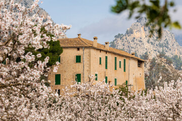 flowering almond trees, Biniazar, farm of Arab origin, Bunyola, Majorca, Balearic Islands, Spain