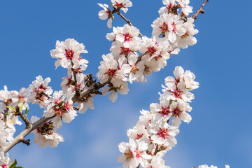 branch of flowering almond tree, Raixa, public property, municipality of Bunyola, Majorca, Balearic Islands, Spain