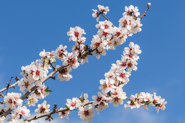 branch of flowering almond tree, Raixa, public property, municipality of Bunyola, Majorca, Balearic Islands, Spain
