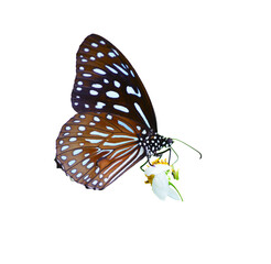 Butterfly on transparent background PNG