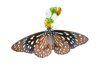 Butterfly on transparent background PNG