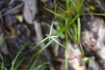 Rhynchospora nervosa is a species of herb in the family sedges. They are native to Cerrado, Caatinga, Mata Atlântica, Pantanal, and Amazônia. State Biological Garden of Ceará, Fortaleza - Brazil.