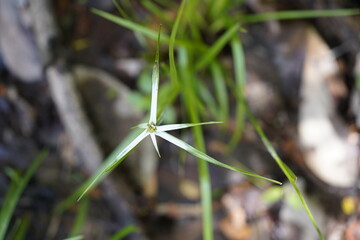 Rhynchospora nervosa is a species of herb in the family sedges. They are native to Cerrado, Caatinga, Mata Atlântica, Pantanal, and Amazônia. State Biological Garden of Ceará, Fortaleza - Brazil.