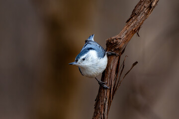 White-breasted Nuthatch
