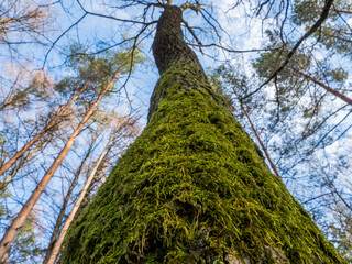 Trees in the forest