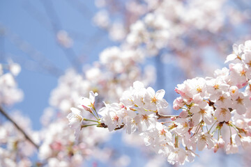 sakura
