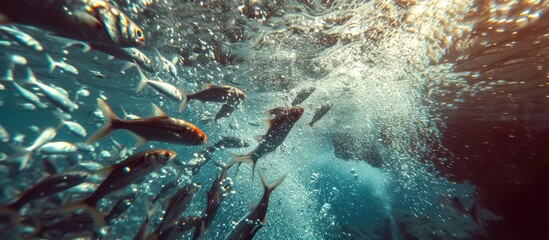 A large group of fish, specifically sardines, are swimming in a synchronized manner under clear water. The fish are moving from left to right, creating a mesmerizing aquatic spectacle. - obrazy, fototapety, plakaty