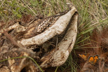 Orange and Black Pearl Crescent (Phyciodes tharos) Butterflies Feed on Goat Skull in June 2023 BC, Canada