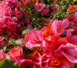 Pink Flowering Bougainvillea Vines