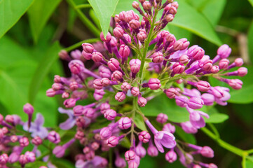 close-up: purple large panicles and blossoms of liliac