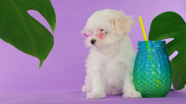 Cute small white puppies of the Maltez breed on trendy background. Vacation, Pets, lifestyle concept. Puppy in hat and sunglasses with cocktail and an inflatable circle for the pool.