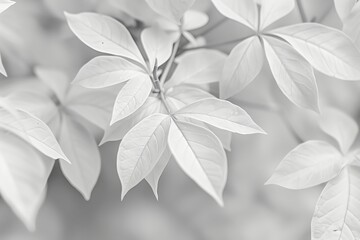 white plant leaves - obrazy, fototapety, plakaty