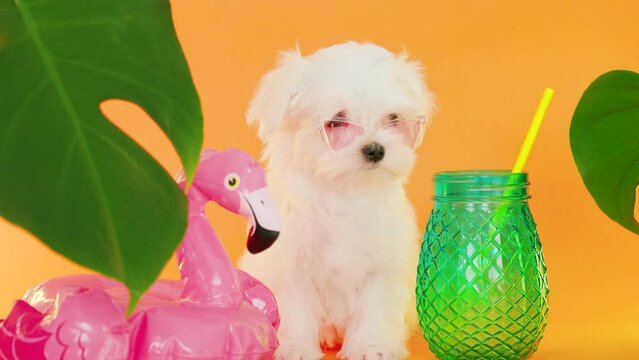 Cute small white puppies of the Maltez breed on trendy background. Vacation, Pets, lifestyle concept. Puppy in hat and sunglasses with cocktail and an inflatable circle for the pool.