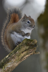 La Plaine 25 Février 2024