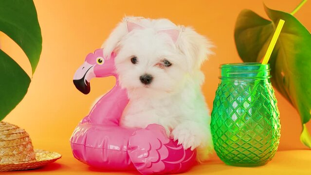Cute small white puppies of the Maltez breed on trendy background. Vacation, Pets, lifestyle concept. Puppy in hat and sunglasses with cocktail and an inflatable circle for the pool.